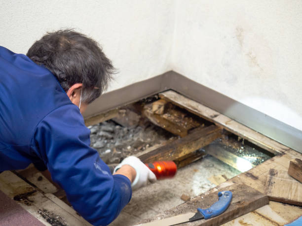 Professional Mold Remediation in Mountain Lake Park, MD