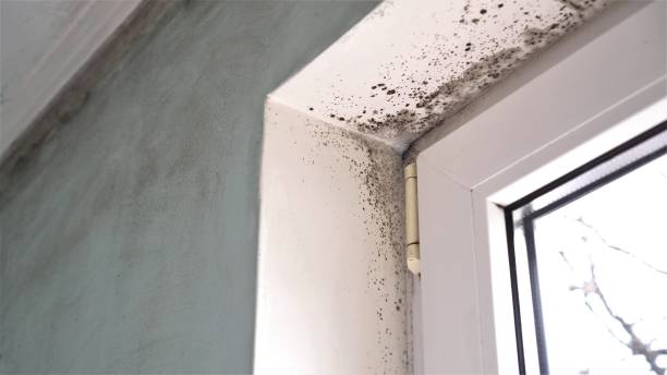 Best Industrial Mold Remediation in Mountain Lake Park, MD