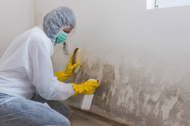 Best Commercial Mold Remediation in Mountain Lake Park, MD