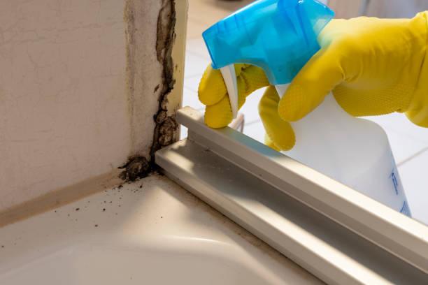 Best Black Mold Remediation in Mountain Lake Park, MD