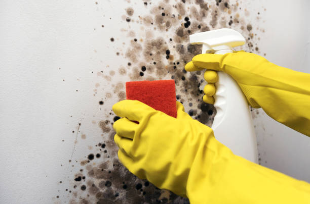 Best Post-Remediation Services in Mountain Lake Park, MD
