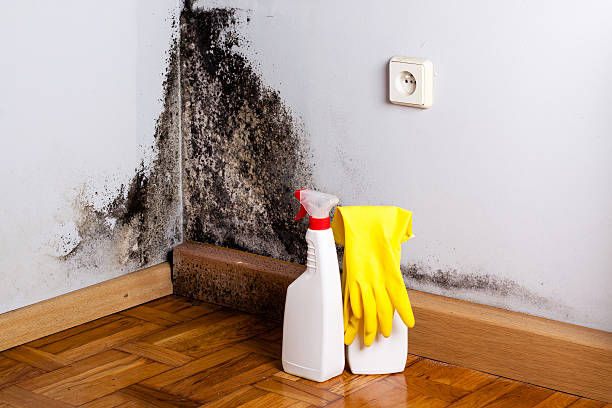Best Basement Mold Remediation in Mountain Lake Park, MD